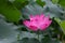 è·èŠ±ï¼ˆå­¦åï¼šNelumbo SP.ï¼›è‹±æ–‡åç§°ï¼šLotus flowerï¼‰ Lotus scientific name: Nelumbo sp.; English Name: lotus flower